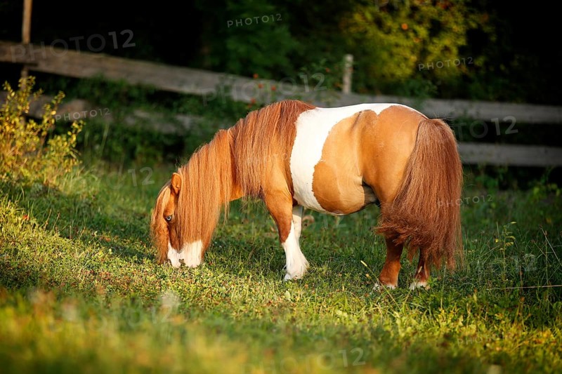 Shetland Pony
