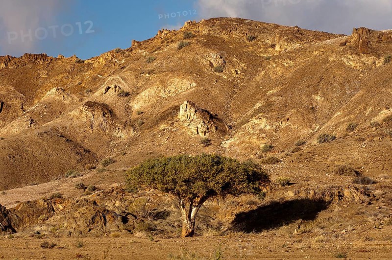 Witgatboom