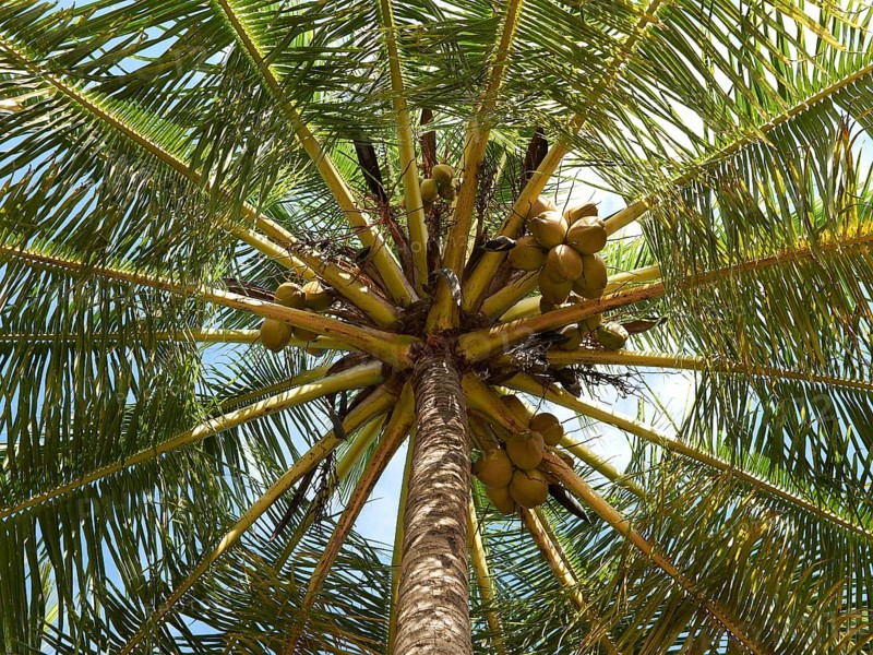 Coconut palm (Cocos nucifrea)