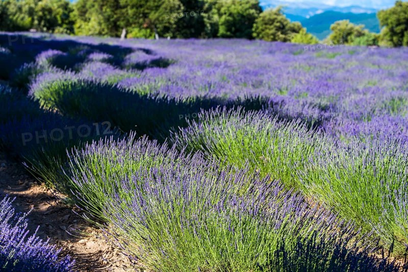 Lavender field