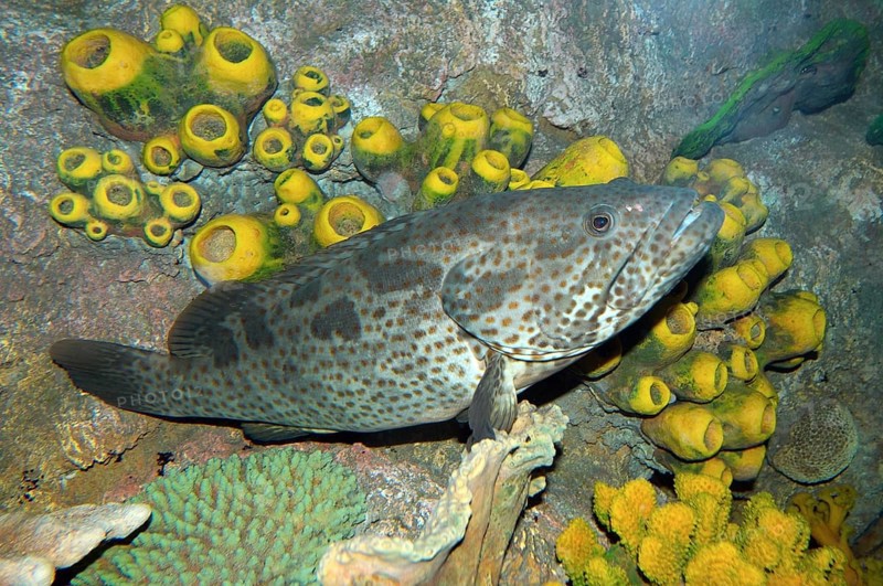Malabar Grouper or Greasy Grouper (Epinephelus malabaricus)