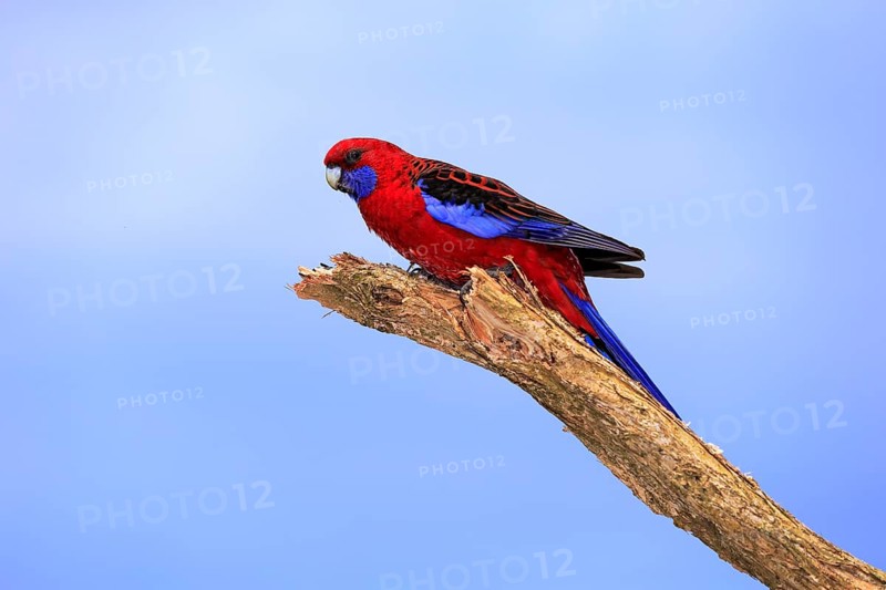 Crimson Rosella (Platycercus elegans) adult on perch