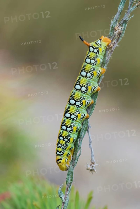 Spurge Hawk-moth (Hyles euphorbiae)