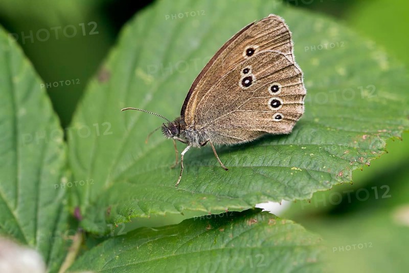 Ringlet butterfly (Aphantopus hyperantus)