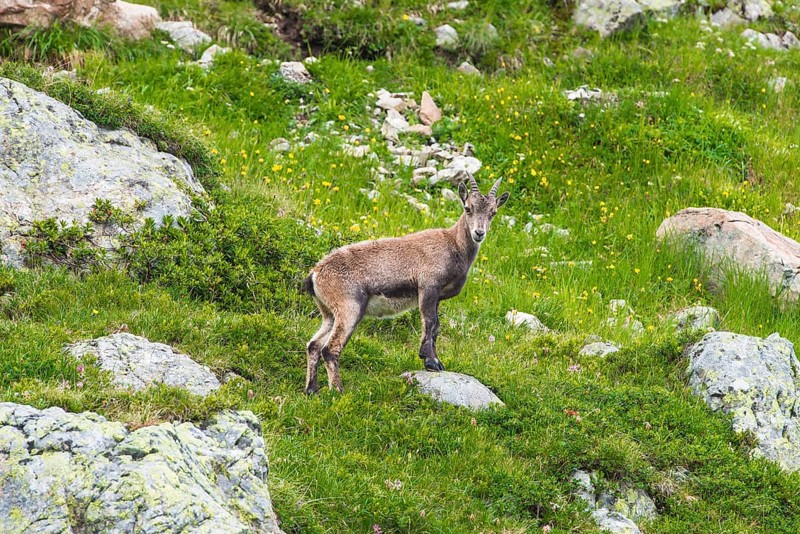 Alpine Ibex (Capra ibex)