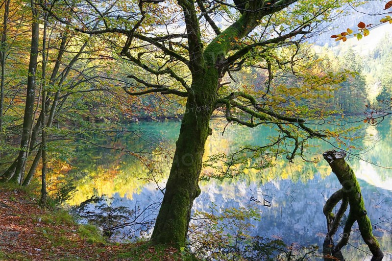 European Beeches (Fagus sylvatica) on lake Hinterer Langbathsee in autumn