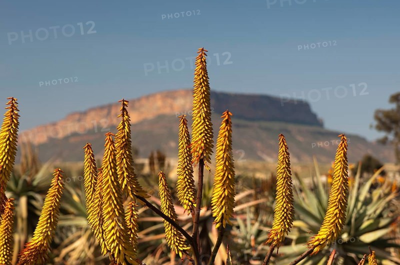 Cape Aloe (Aloe ferox) in front of Gifberg or Poison Mountain