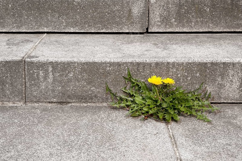 Dandelion (Taraxacum) growing out of the joint of a concrete staircase