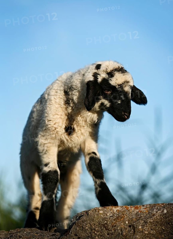 Black and white lamb standing on a rock