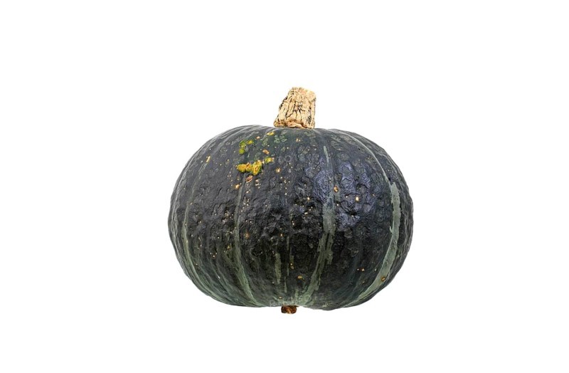 Squash variety