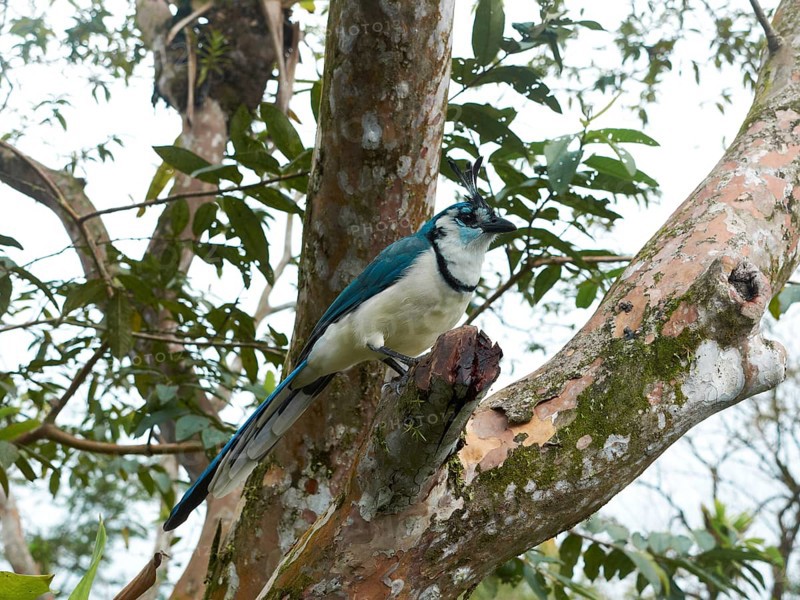 White-throated Magpie-Jay (Calocitta formosa)
