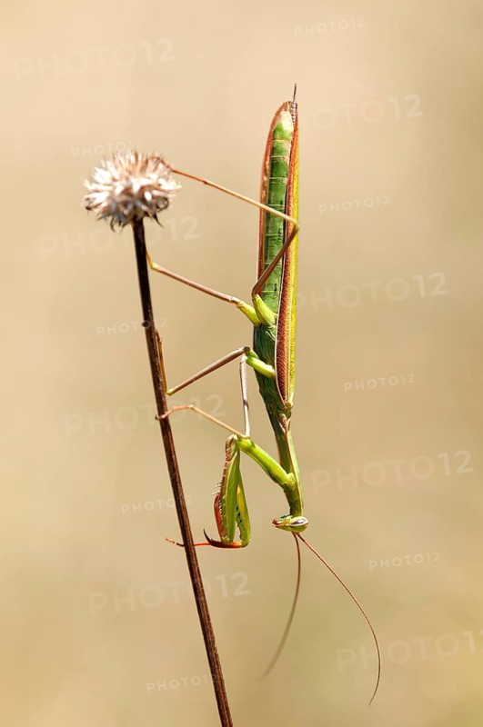 European mantis (Mantis religiosa)
