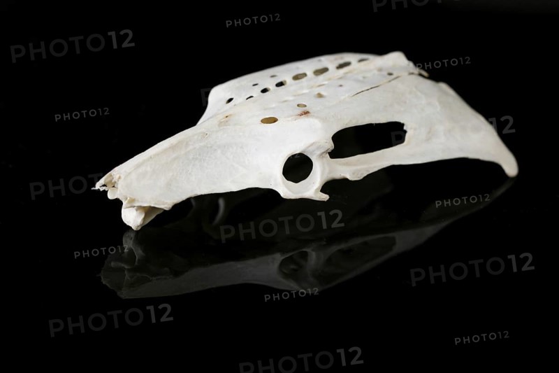 Skull of a gull