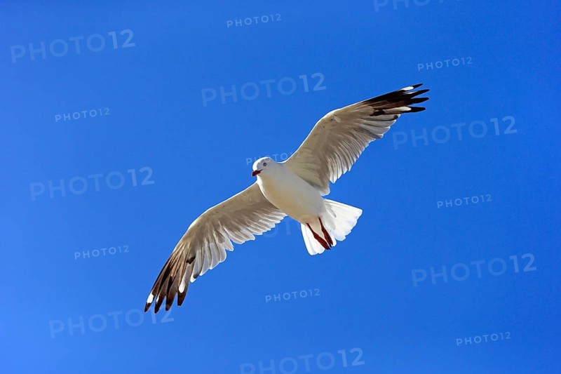 Silver Gull (Larus novaehollandiae)