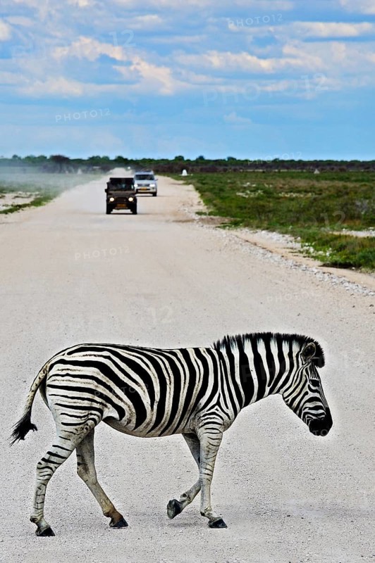 Plains Zebra (Equus quagga) crossing road