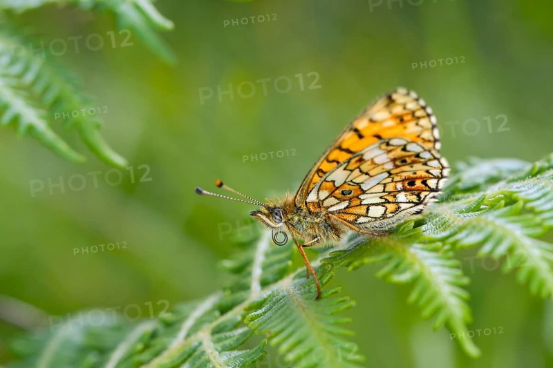 Small Pearl-bordered Fritillary butterfly (Boloria selene)
