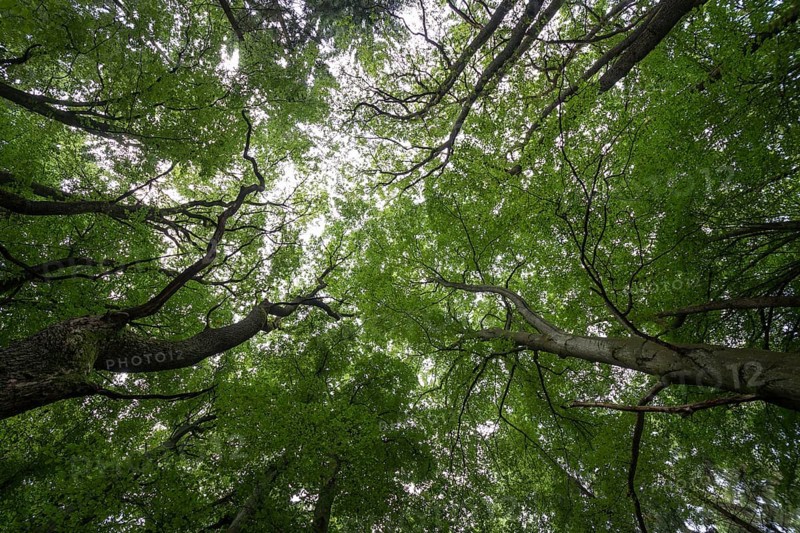 Light streaming through the canopy of a mixed Beech forest (Fagus sylvatica)