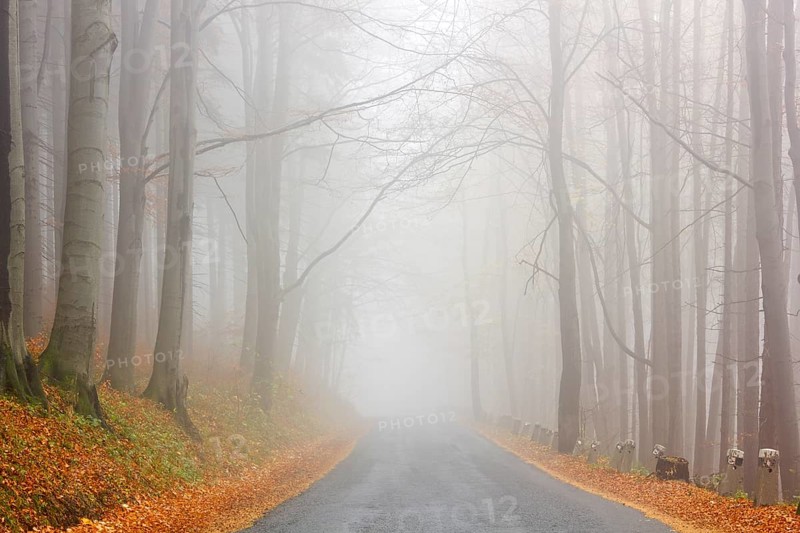 Road in the autumn beech forest