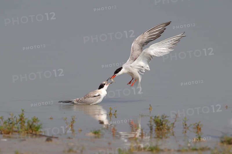 Common Tern (Sterna hirundo)
