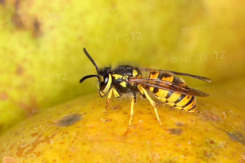 German wasp (Vespula germanica) on a pear
