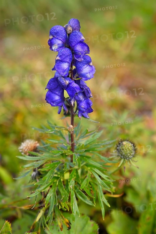 Monkshood (Aconitum napellus)