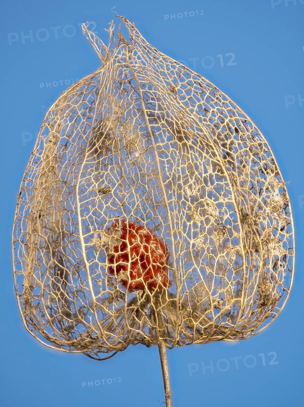 Weathered Bladder cherry (Physalis alkekengi) against a blue background