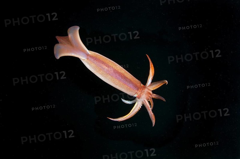 Japanese common squid or Japanese flying squid (Todarodes pacificus)