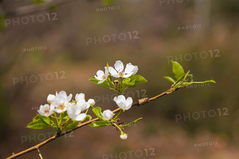 Close-up of a Pear tree bloom (Pyrus) in the 'Jardin du Grand Portage' garden in spring