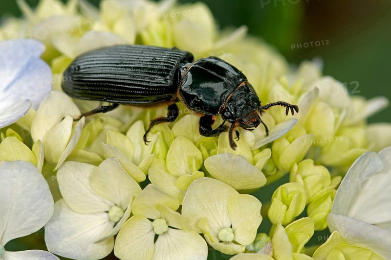 Bessbug (Passalidae)