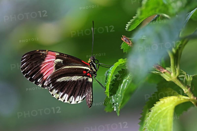 Tiger Longwing (Heliconius hecale)