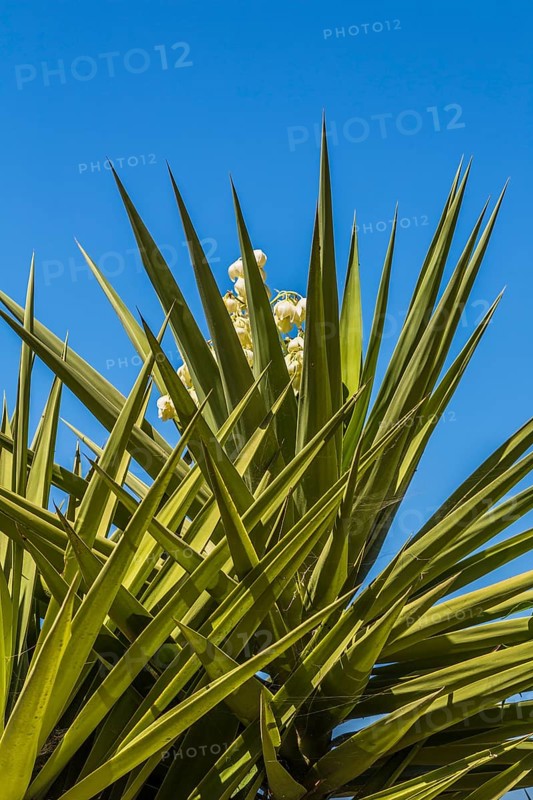 Yucca (Yucca elephantipes)