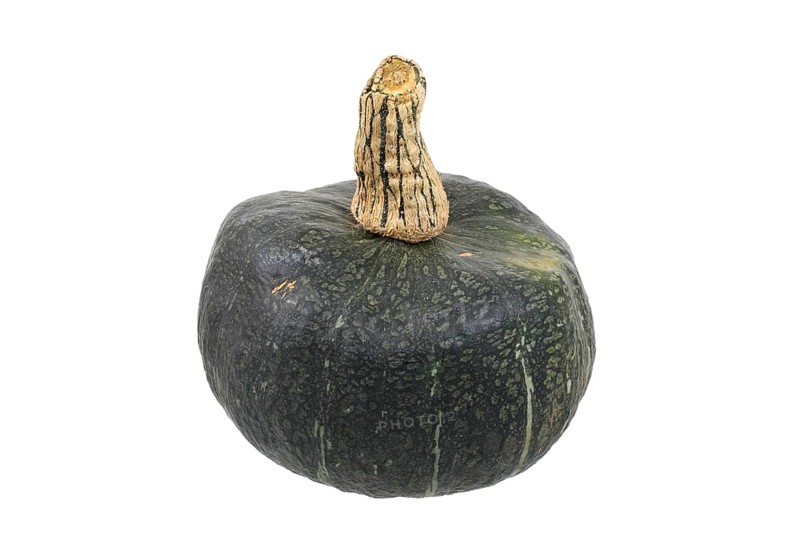 Squash variety