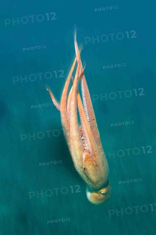 Giant Pacific octopus or North Pacific giant octopus (Enteroctopus dofleini)