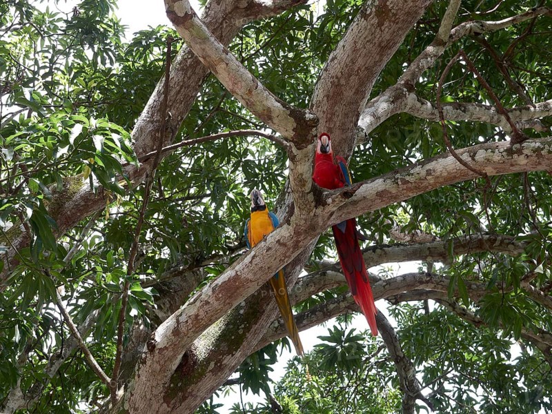 Scarlet Macaw (Ara macao) and a Blue-and-Yellow Macaw or Blue-and-Gold Macaw (Ara ararauna) perched on a tree