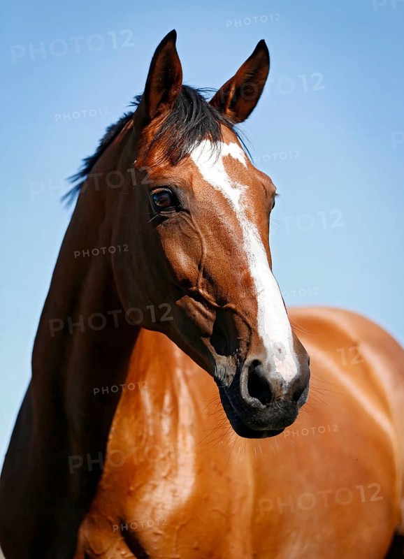 Brown mare