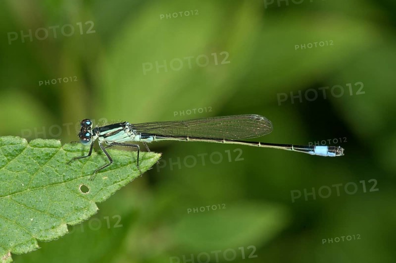 Blue-tailed Damselfly (Ischnura elegans)