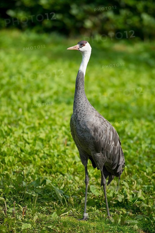 Hooded Crane (Grus monacha)