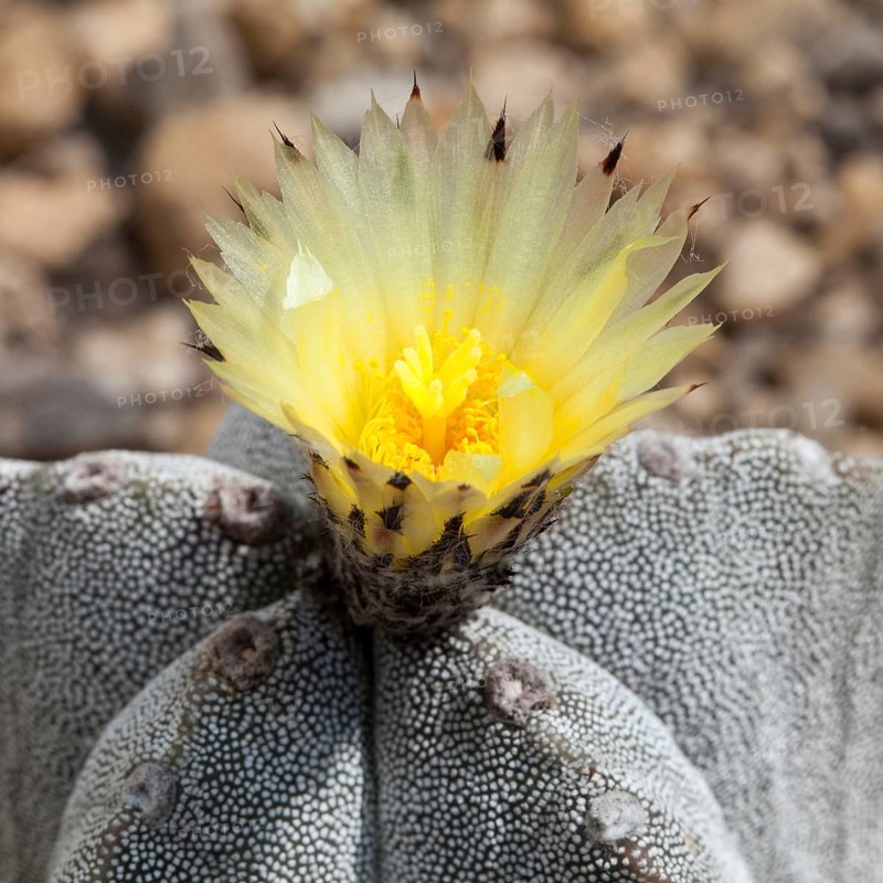 Bishop's Cap Cactus (Astrophytum myriostigma)