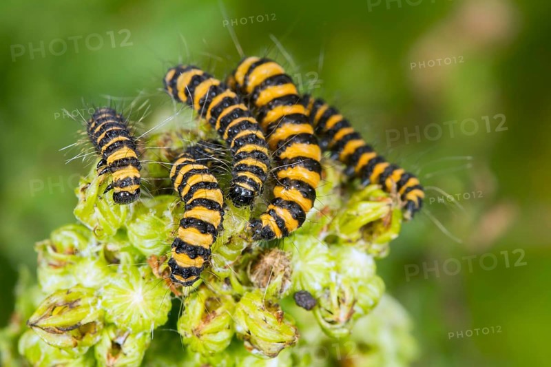 Cinnabar Moth (Tyria jacobaeae)