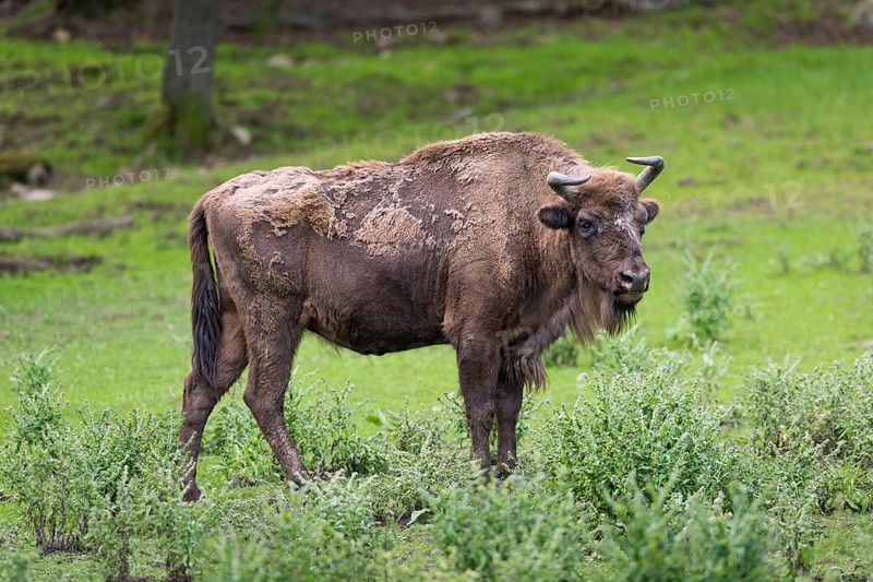 European Bison (Bison bonasus)