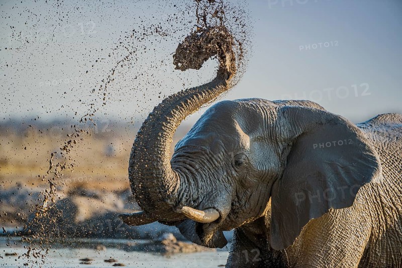 African elephant (Loxodonta africana) splashing mud at a waterhole