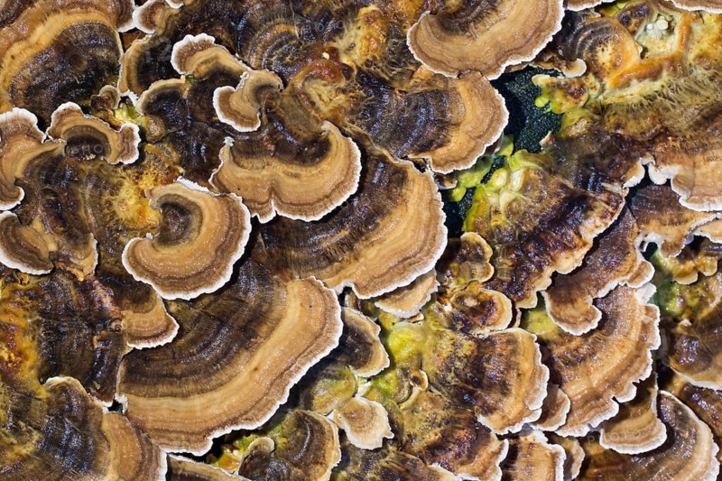 Unji mushroom (Trametes versicolor)