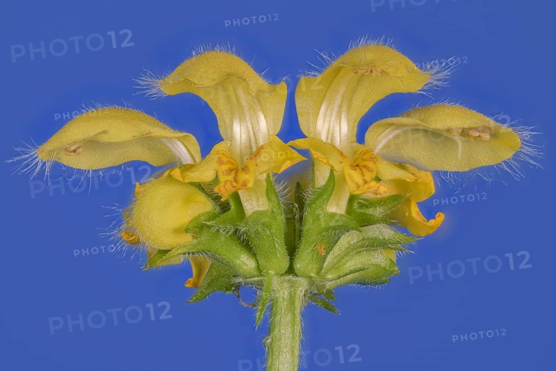 Yellow archangel (Lamium galeobdolon) against a blue background