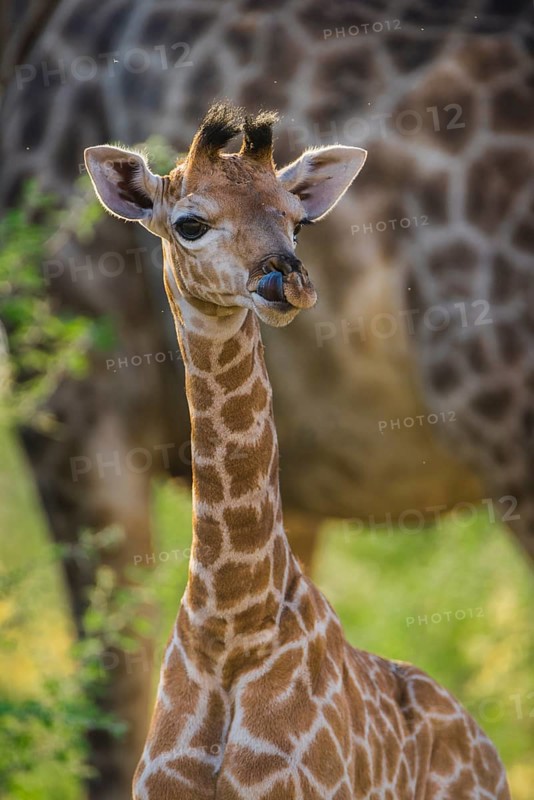 Angolan Giraffe (Giraffa camelopardalis angolensis)