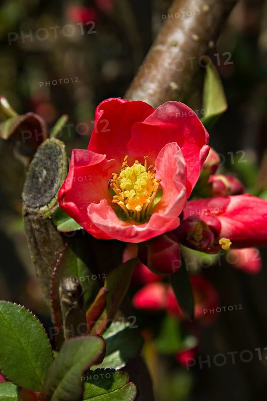 Flowering Quince (Chaenomeles superba)