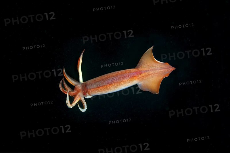 Japanese common squid or Japanese flying squid (Todarodes pacificus)