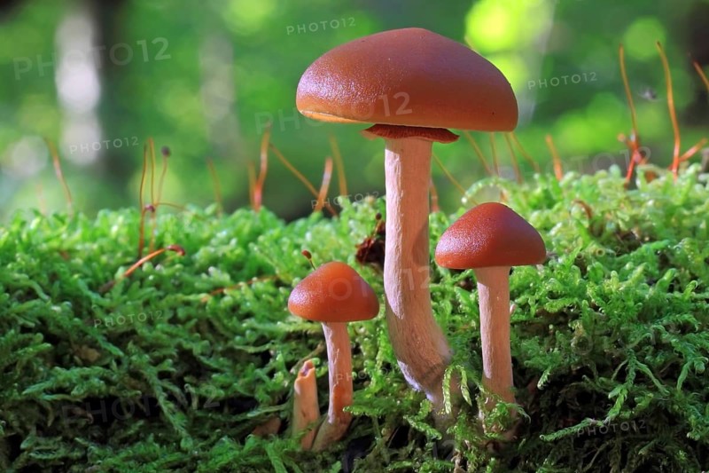 Funeral Bell (Galerina marginata)