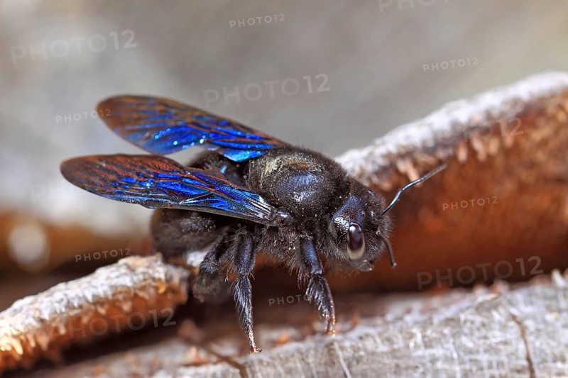 Violet carpenter bee