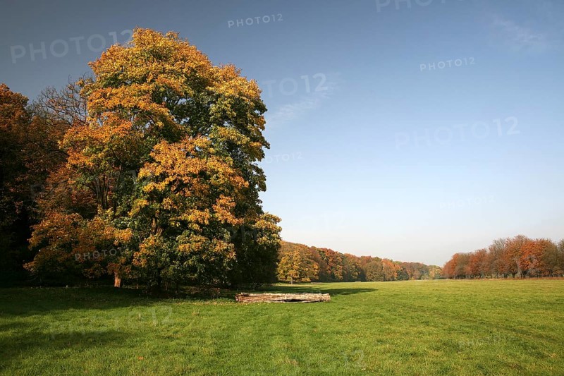 Meadow