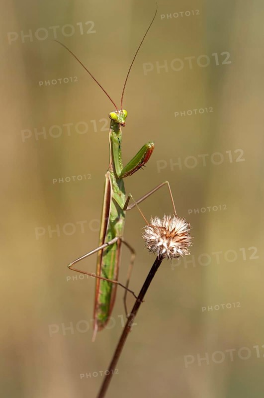 European mantis (Mantis religiosa)